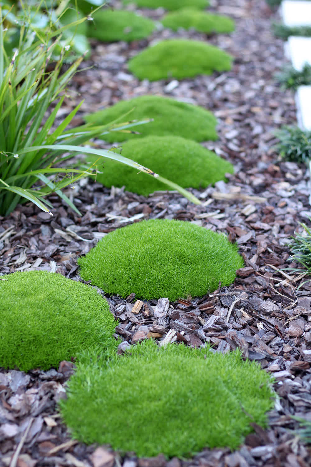 Bark mulch garden bed, close-up
